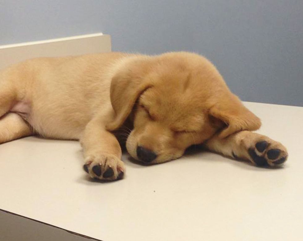sleppy puppy during a exam