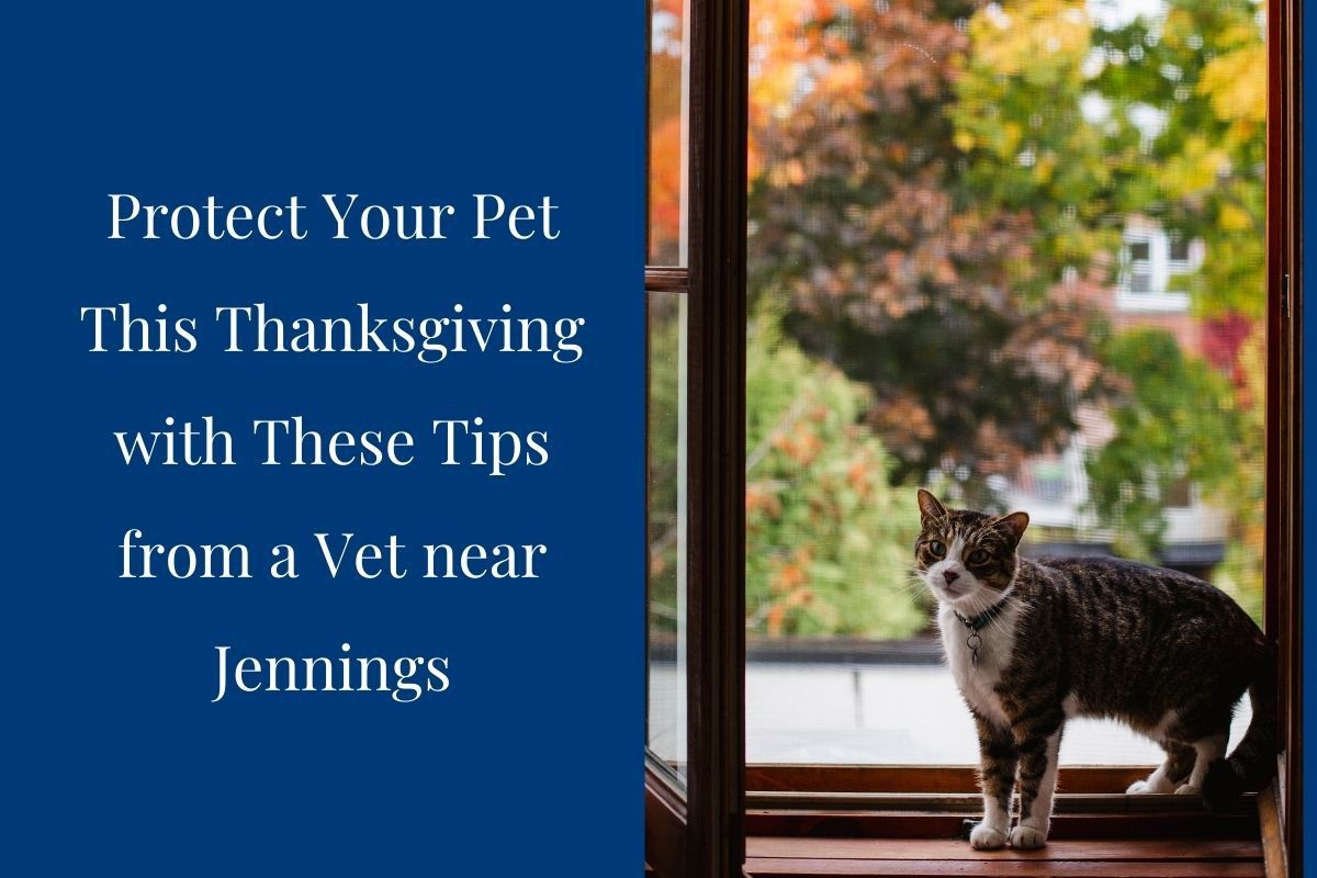 Protect-Your-Pet-This-Thanksgiving-with-These-Tips-from-a-Vet-near-Jennings