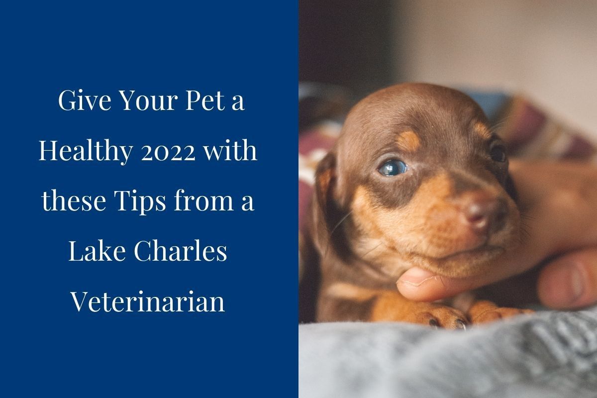 Give-Your-Pet-a-Healthy-2022-with-these-Tips-from-a-Lake-Charles-Veterinarian-With-2022-well-underway-your-thoughts-have-likely-turned-to-changing-your-life-for-the-better.-Instead-of-solely-thinking-about-ways-
