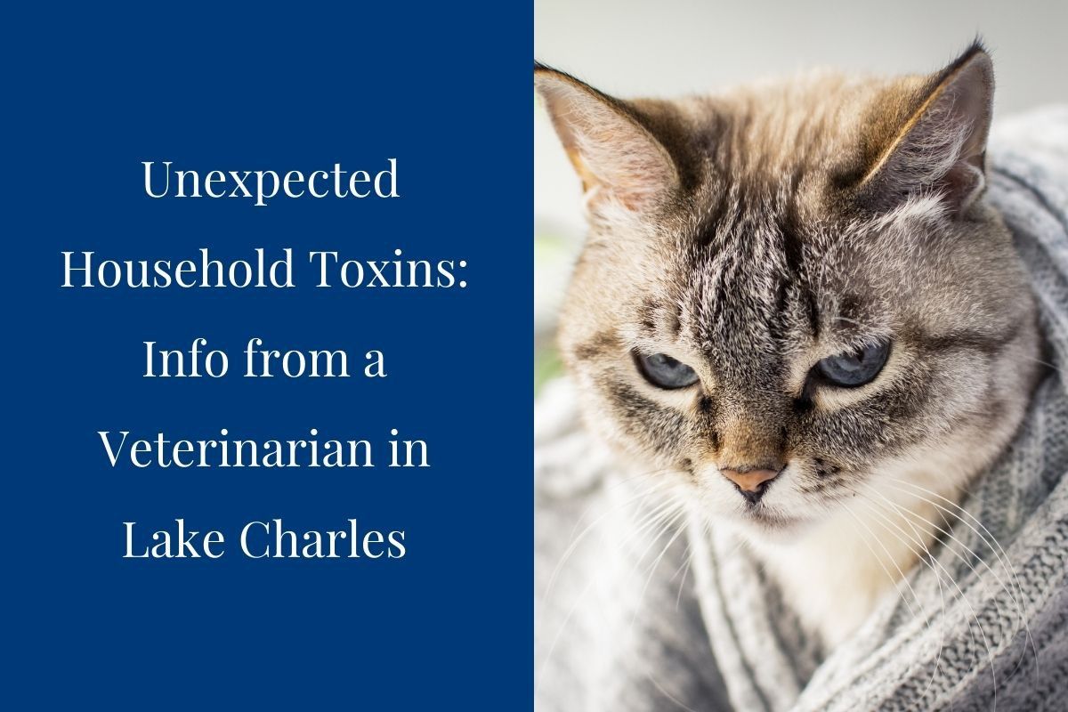 Unexpected-Household-Toxins-Info-from-a-Veterinarian-in-Lake-Charles