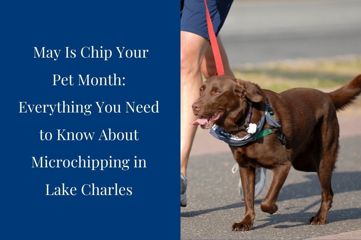 May-Is-Chip-Your-Pet-Month-Everything-You-Need-to-Know-About-Microchipping-in-Lake-Charles