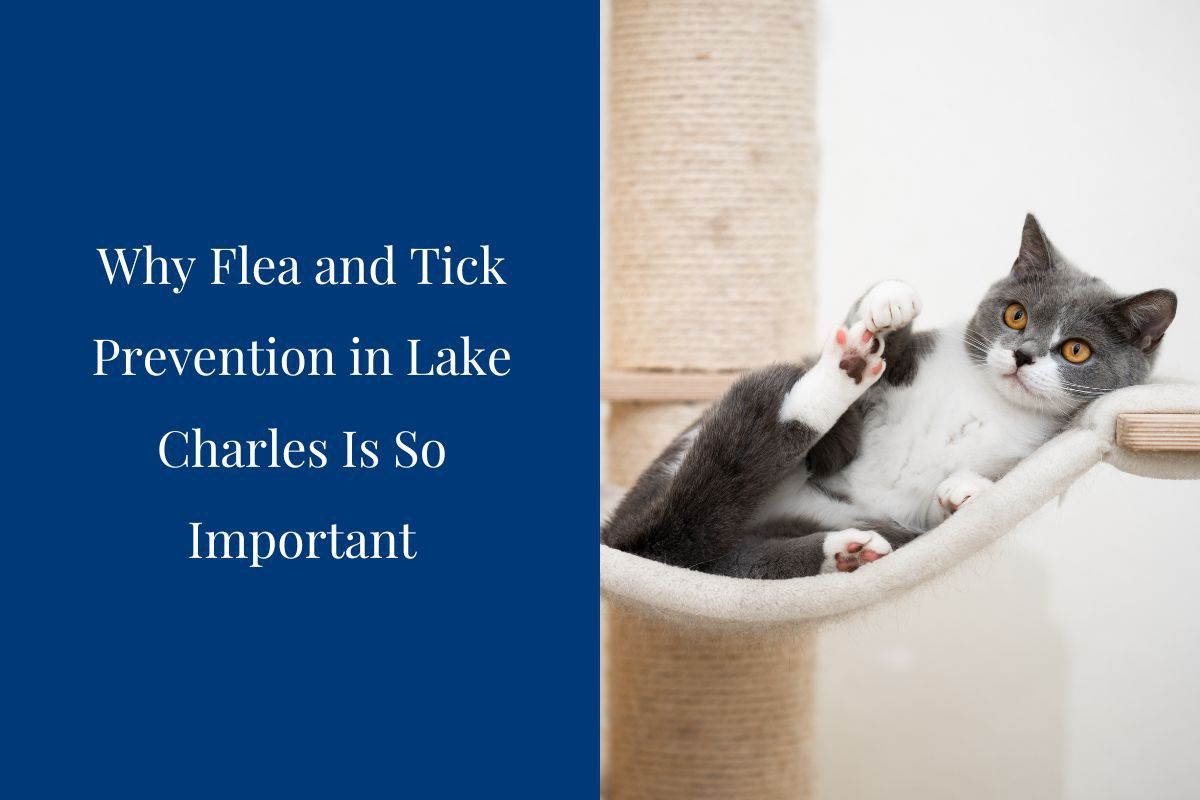 Why-Flea-and-Tick-Prevention-in-Lake-Charles-Is-So-Important
