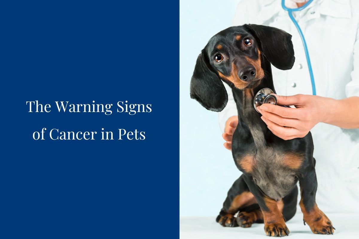 The-Warning-Signs-of-Cancer-in-Pets