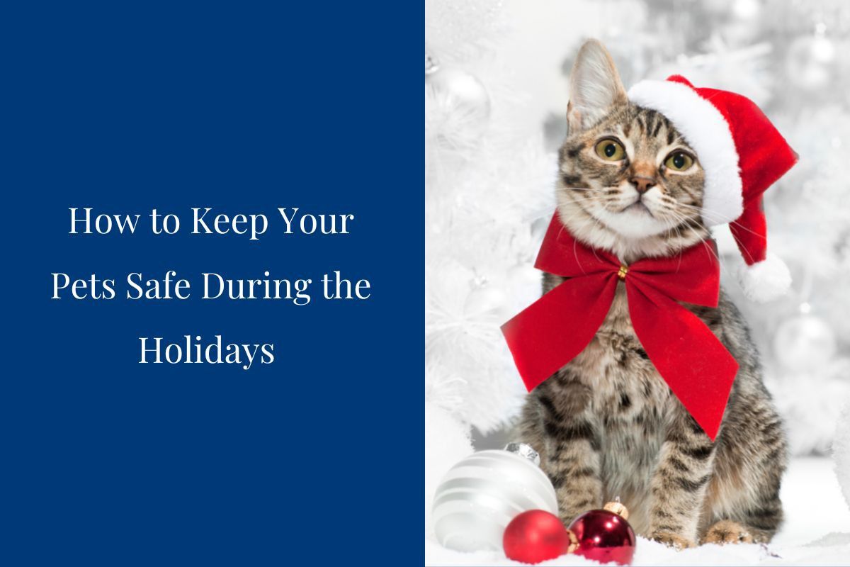 How-to-Keep-Your-Pets-Safe-During-the-Holidays-