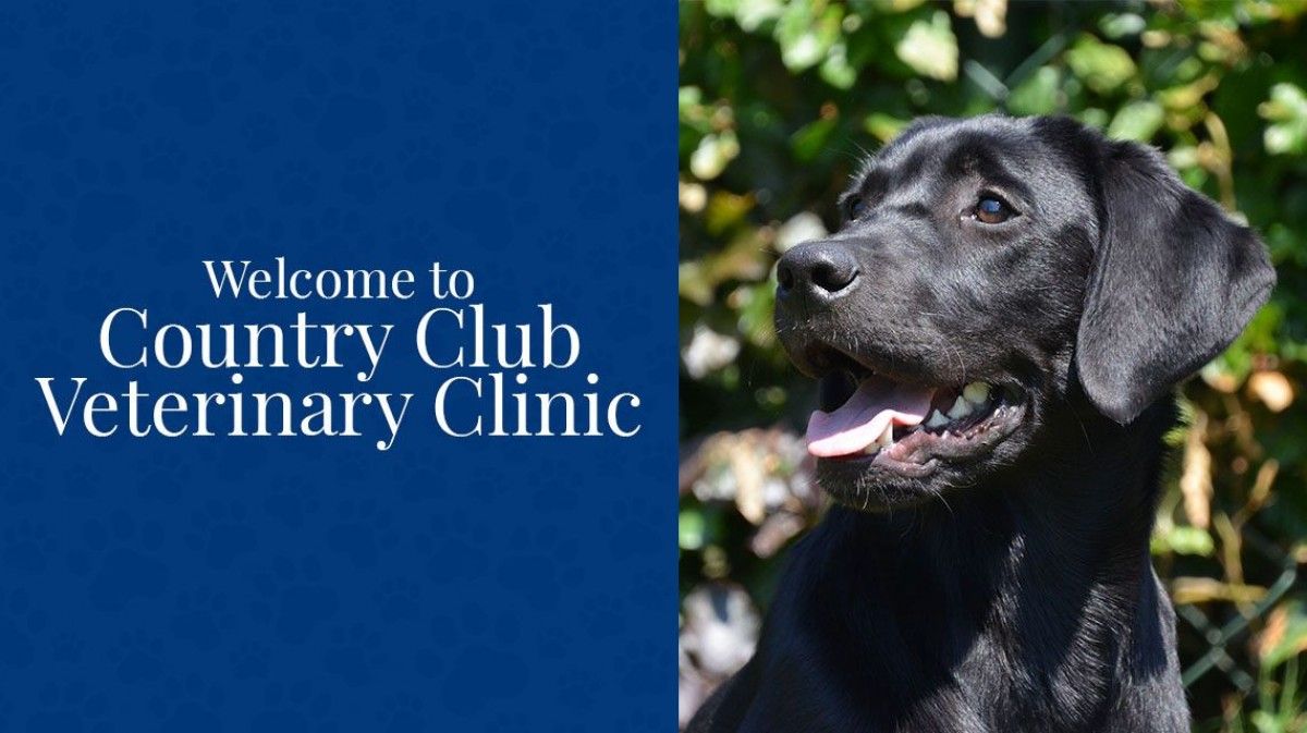 labrador veterinary clinic