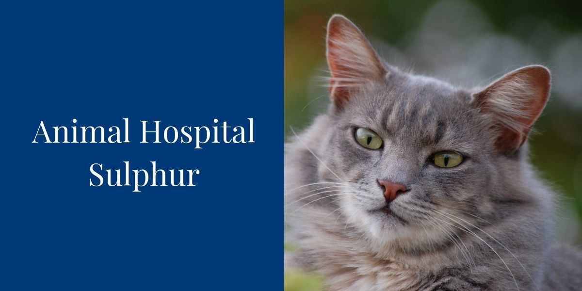 Animal-Hospital-Sulphur