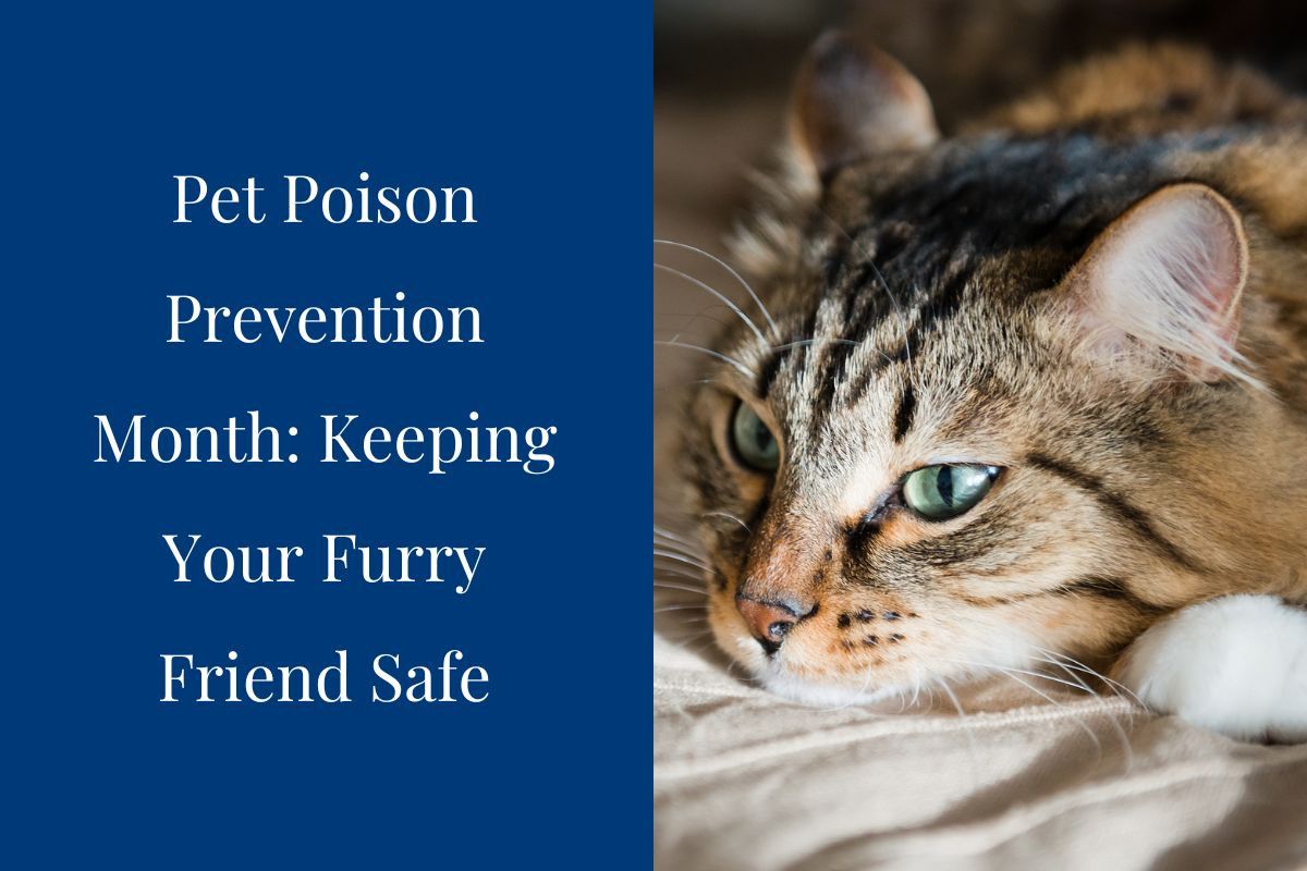 Pet-Poison-Prevention-Month-Keeping-Your-Furry-Friend-Safe