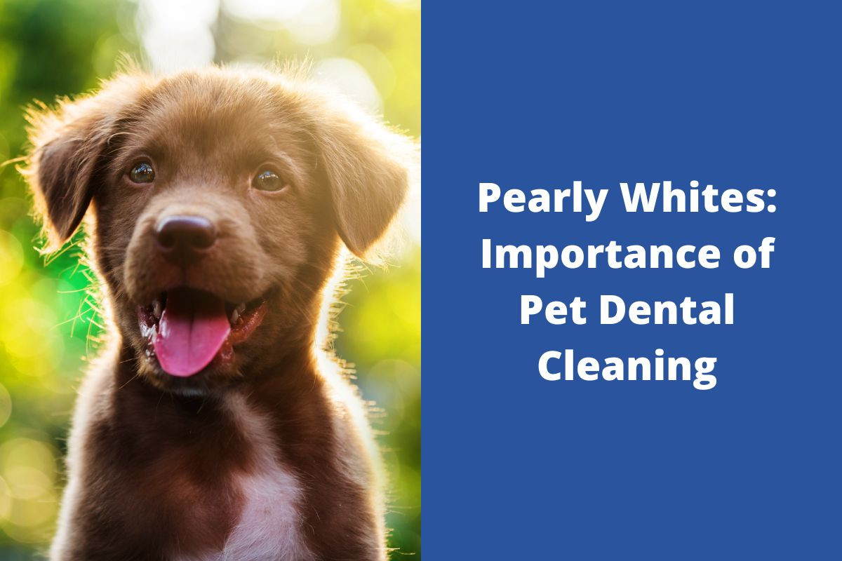 Pearly-Whites-Importance-of-Pet-Dental-Cleaning