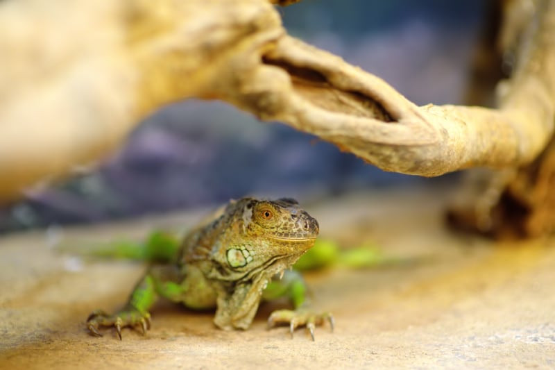 green-iguana-lizard-in-terrarium-2023-11-27-05-09-22-utc-1-1