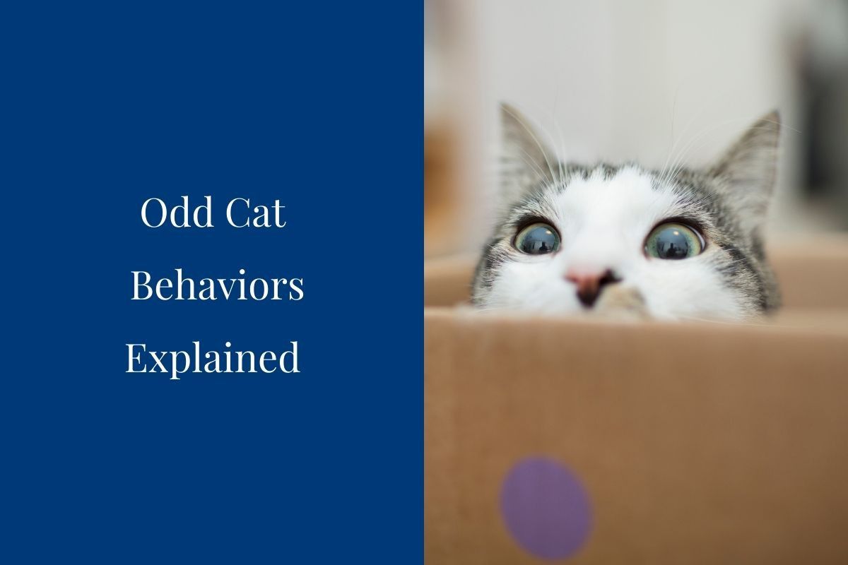 Odd-Cat-Behaviors-Explained-1