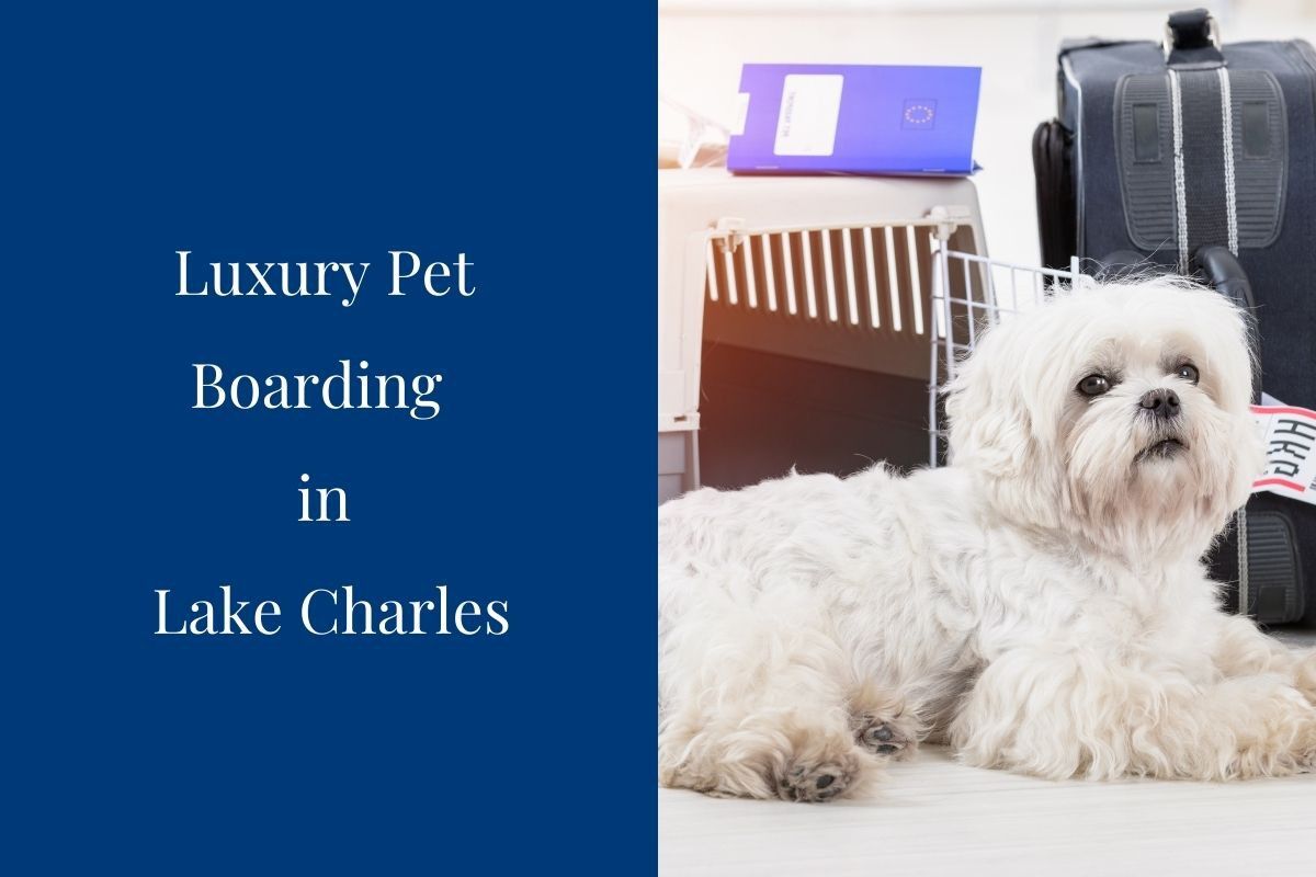 Dog and cat clearance boarding