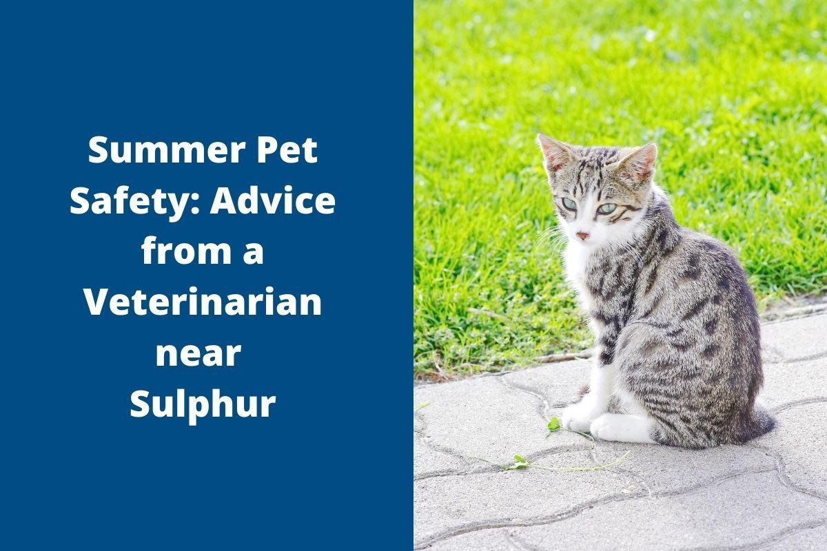 Summer-Pet-Safety-Advice-from-a-Veterinarian-near-Sulphur