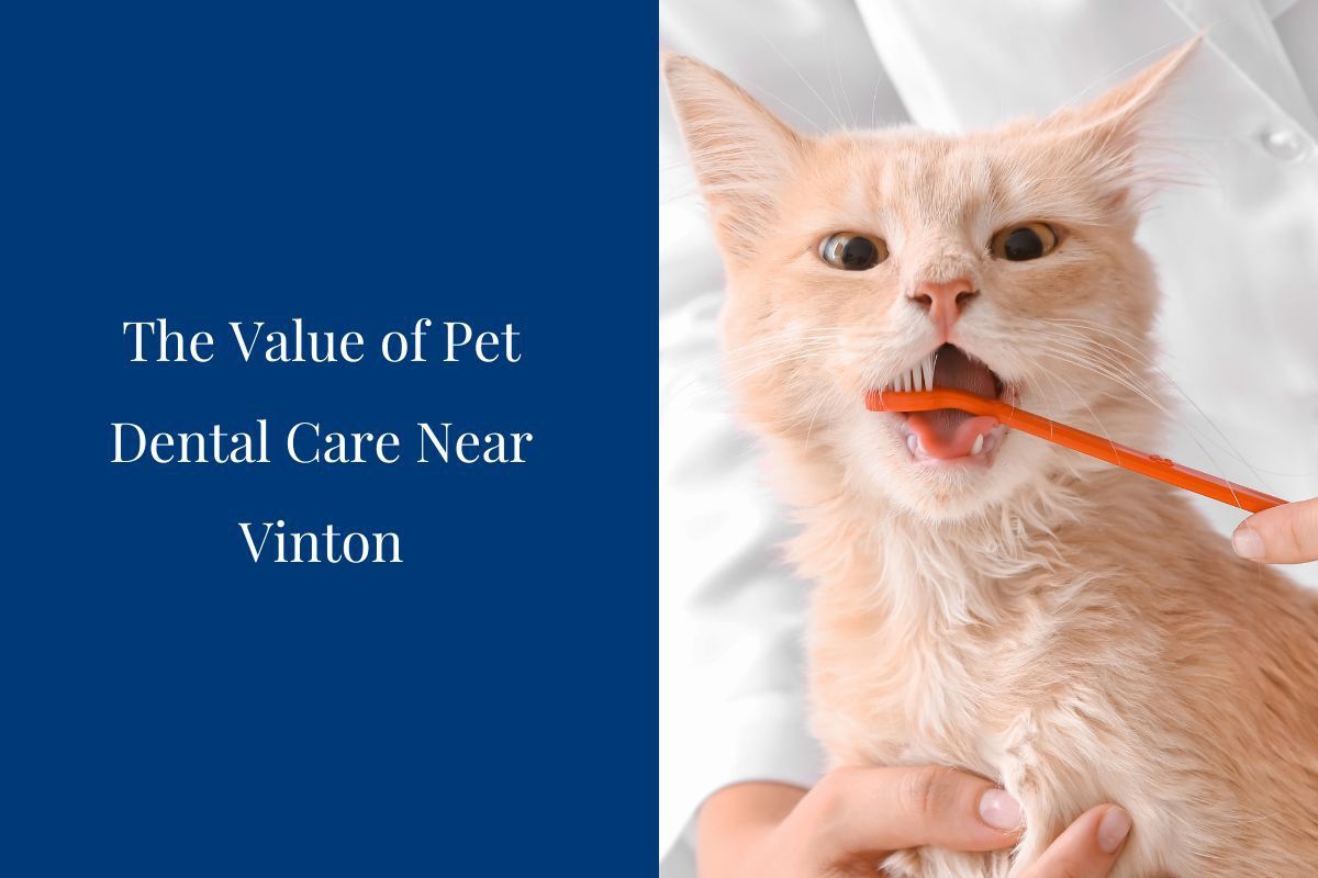 The-Value-of-Pet-Dental-Care-Near-Vinton
