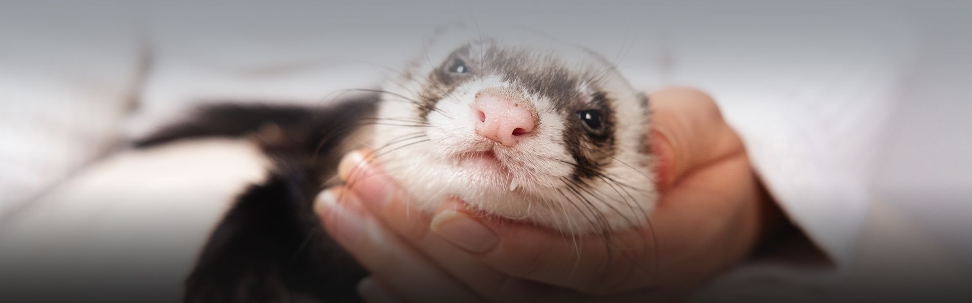 adorable domestic ferret in the girl's hand woman