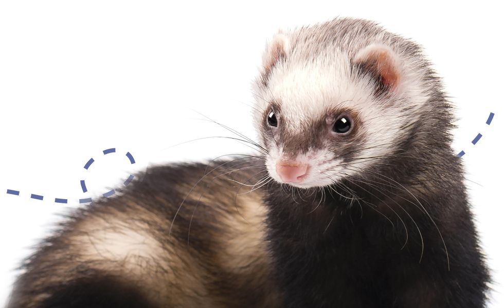 cute ferret with white background