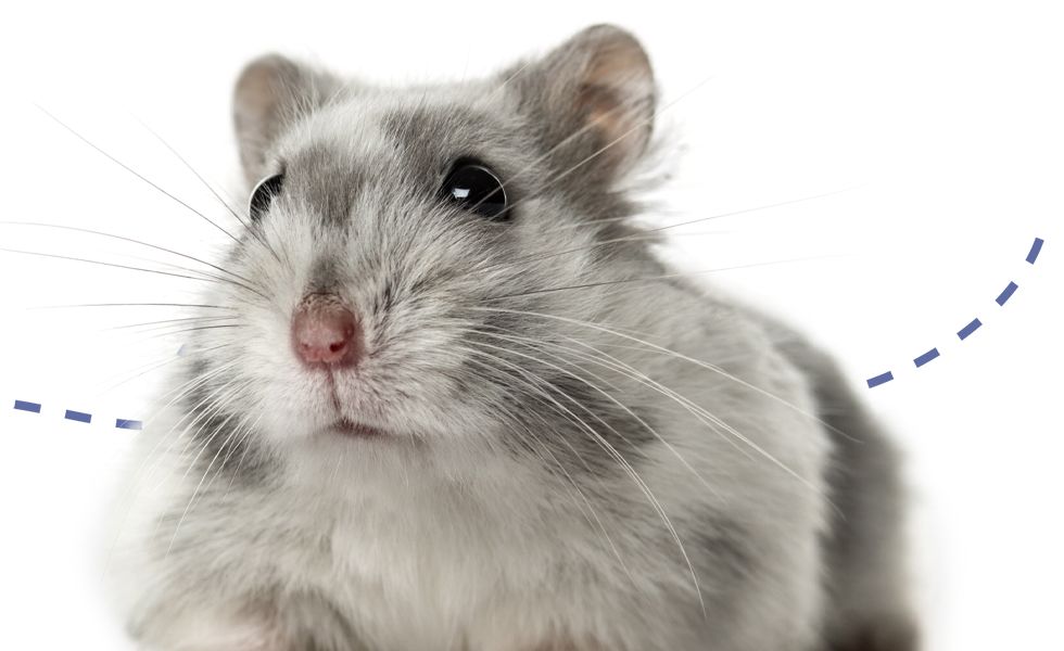 cute hamster with white background