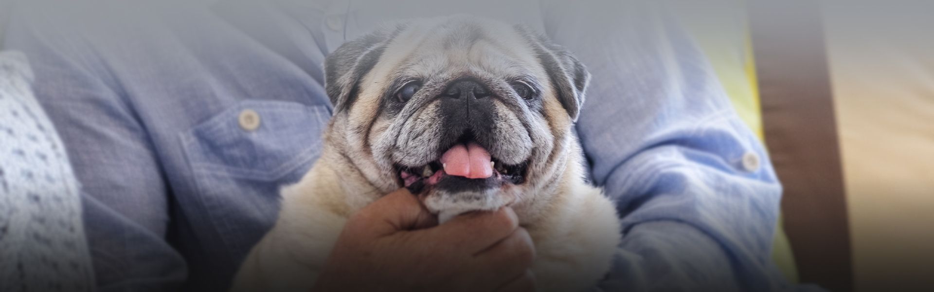 old pug dog with his owner