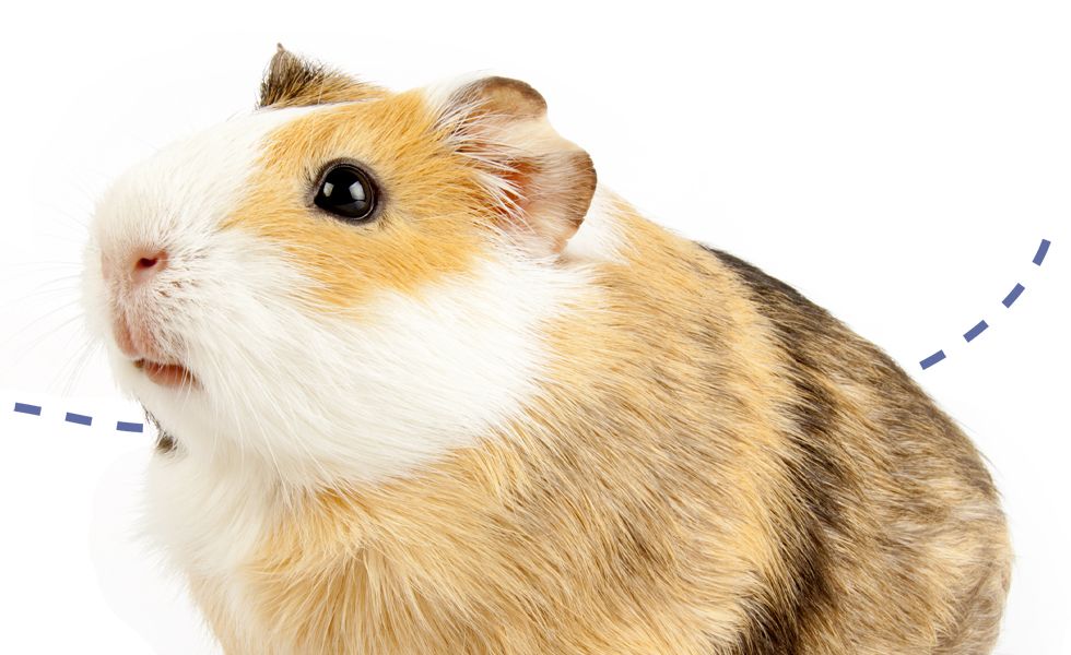 cute guinea pig isolated