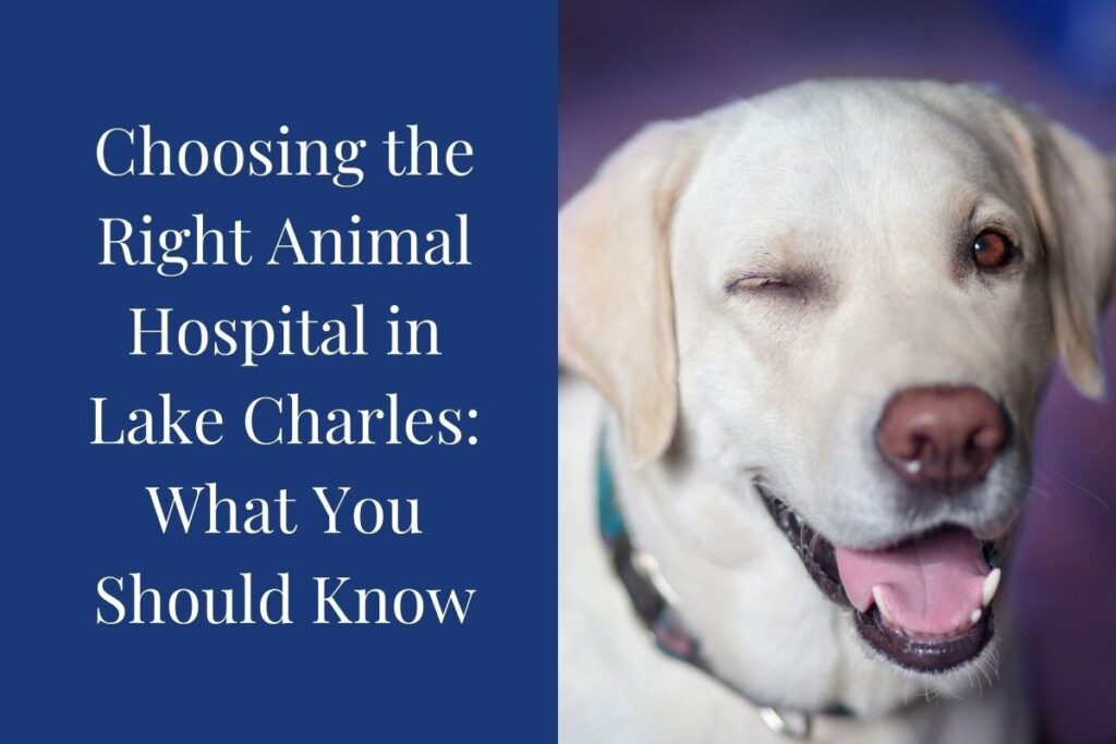 Close-up of a smiling white Labrador retriever and informational text about animal hospitals.