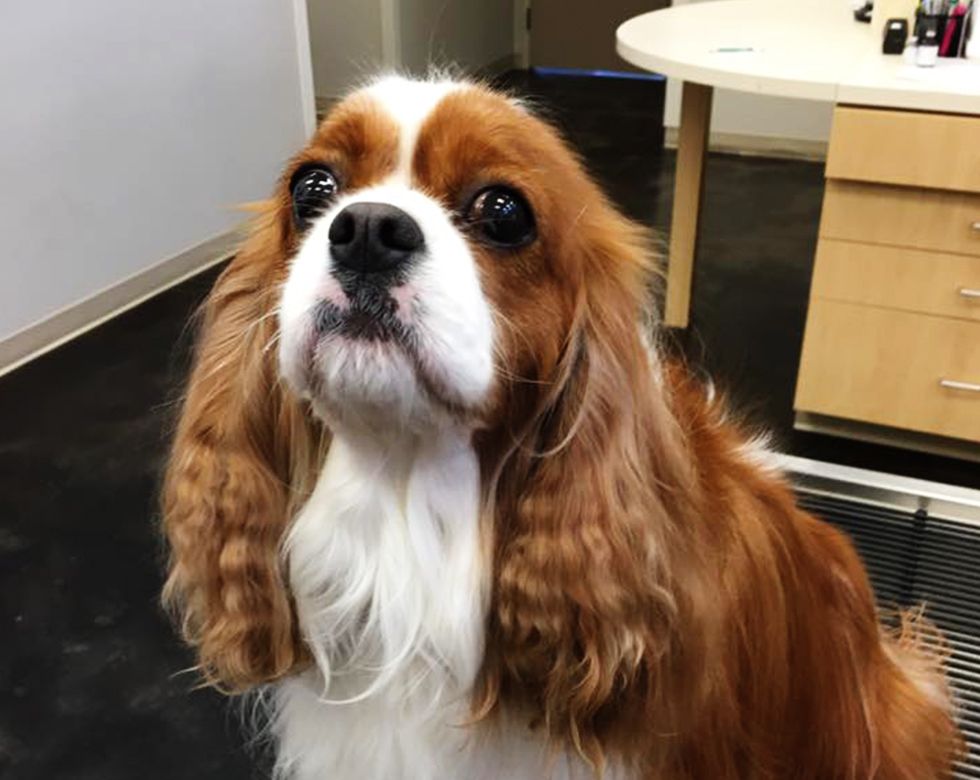 Cavalier King Charles Spaniel looking up with large eyes.