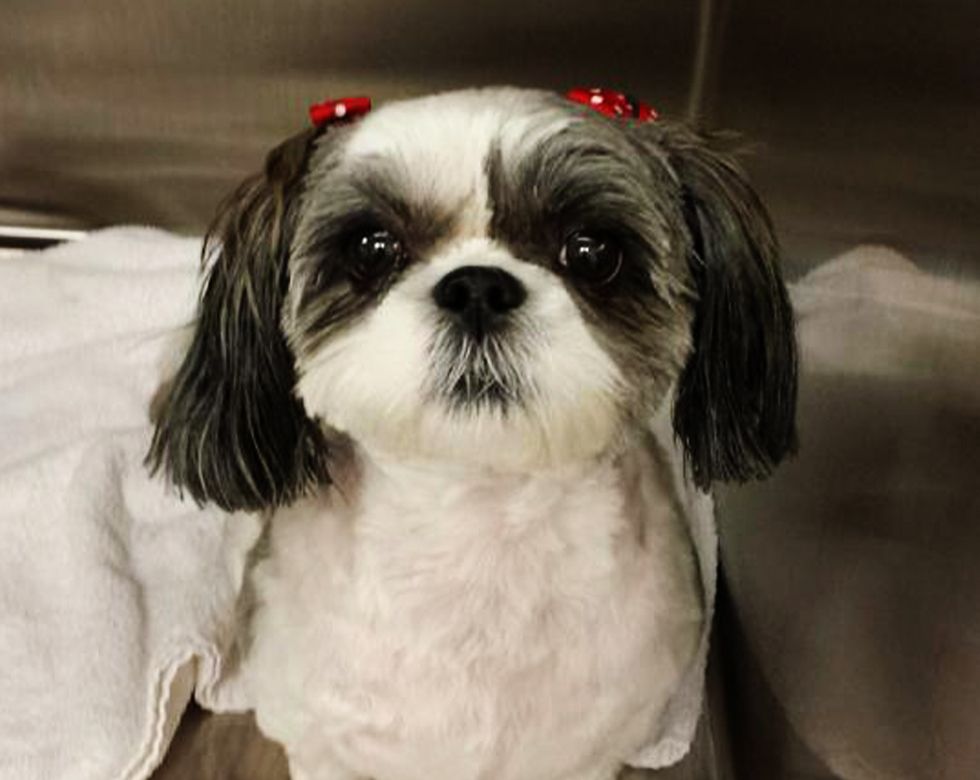 Small dog with a white and gray coat, featuring red hair clips.