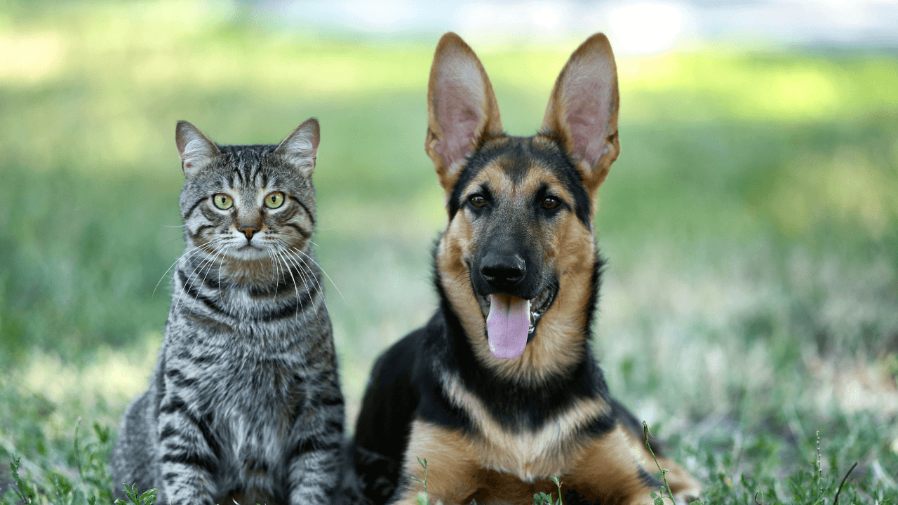 Tabby cat and German Shepherd sitting together in a grassy field.