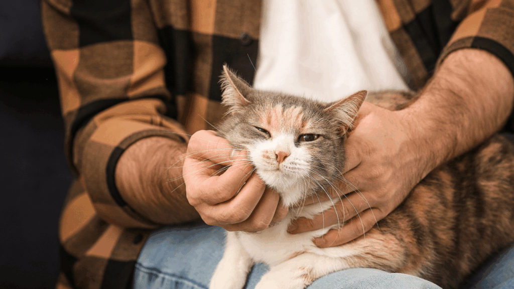 A man in a plaid shirt cuddling a content calico cat in his lap.