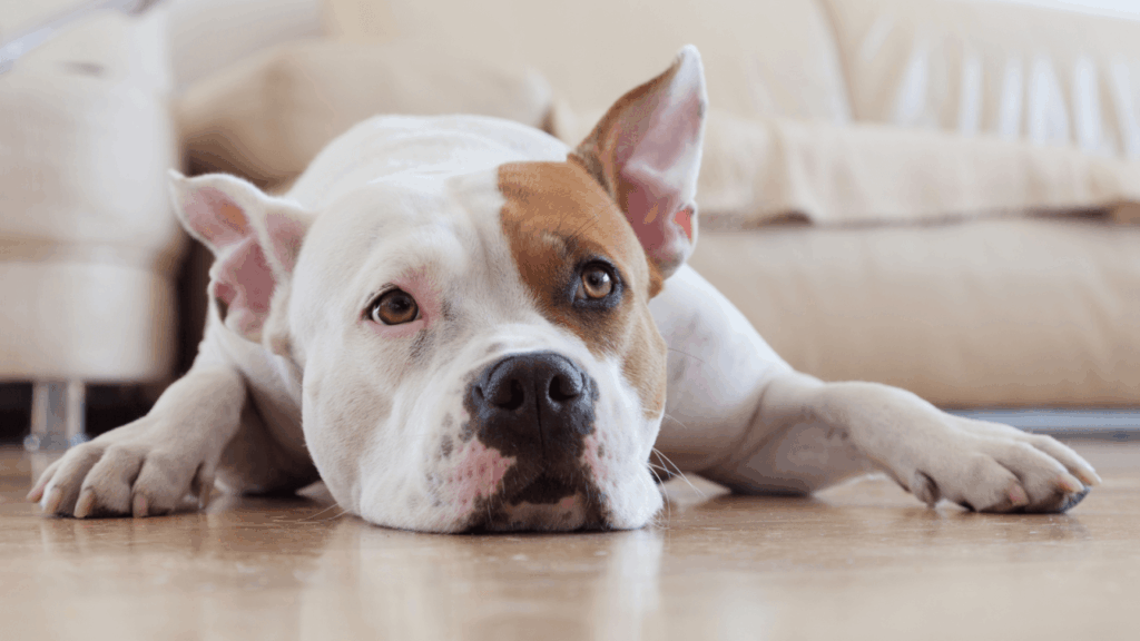 A white and tan dog lying on the floor, looking up with expressive eyes.