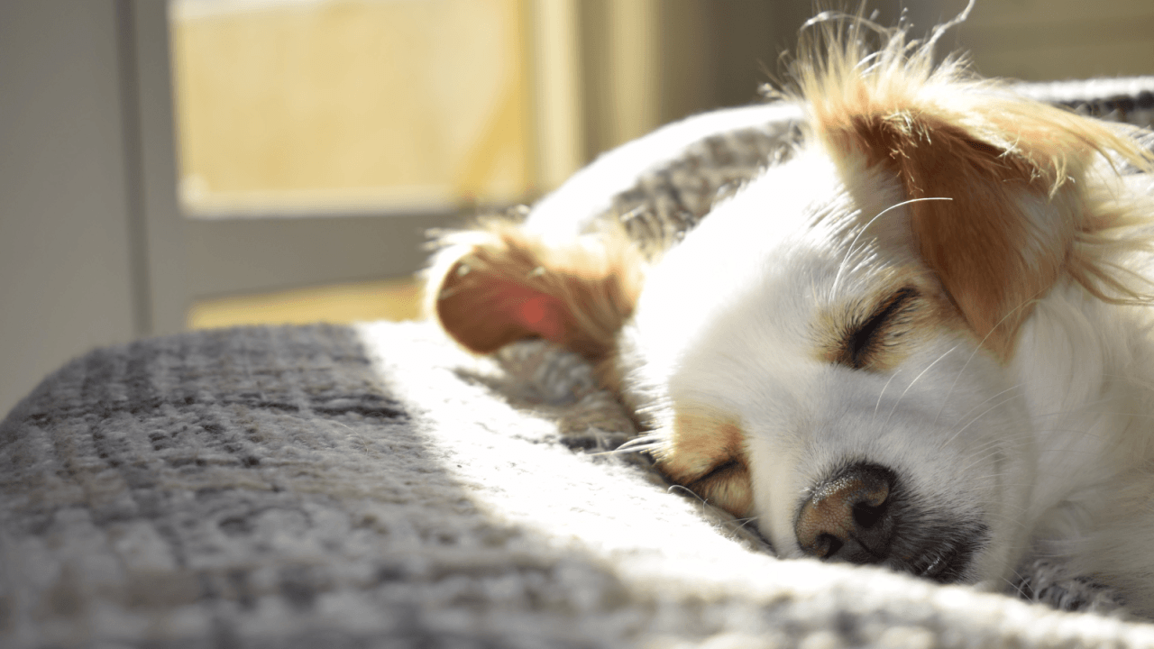 A small dog sleeping peacefully in a sunlit spot on a gray blanket.