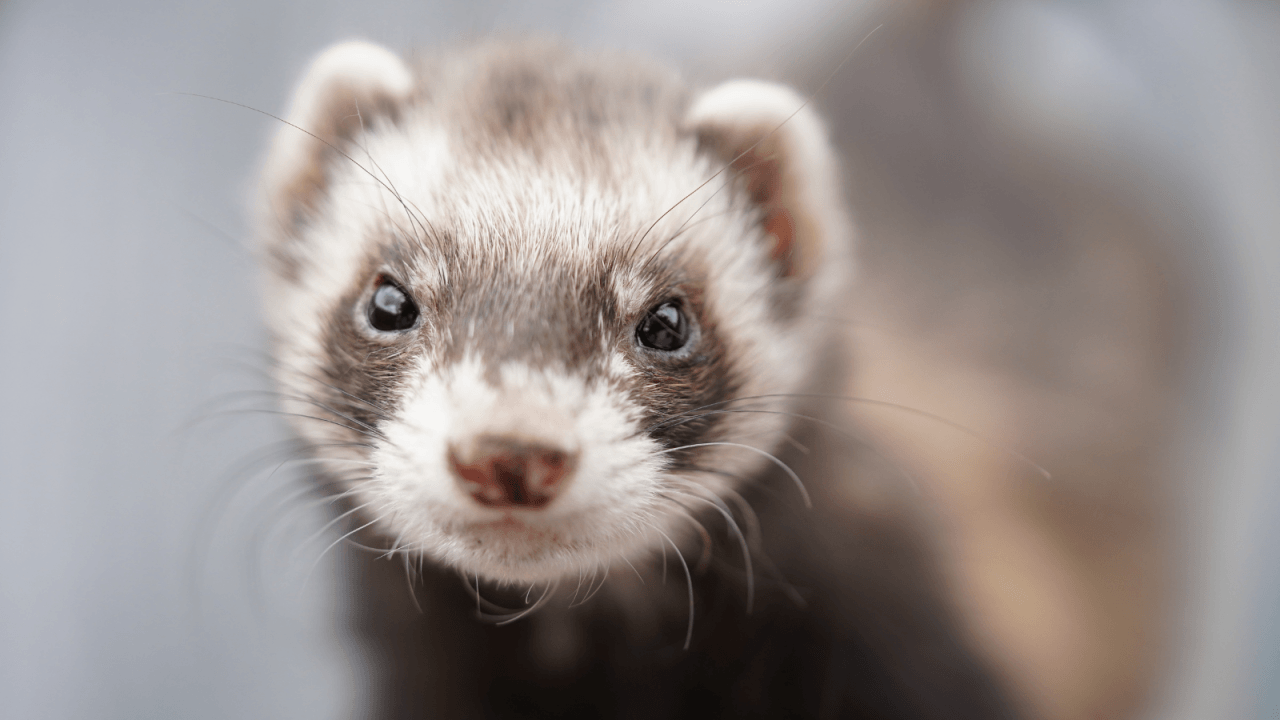 Close-up of a ferret with a curious expression.