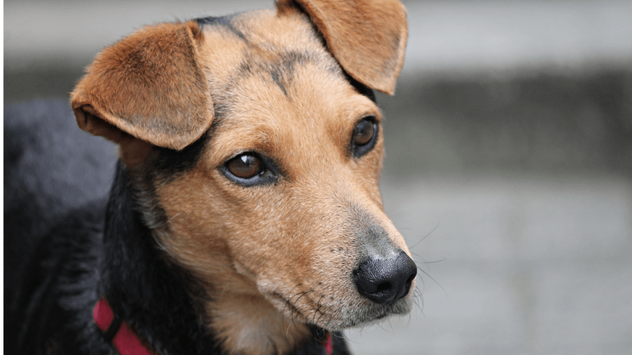 Close-up of a brown and black dog with a floppy ear.