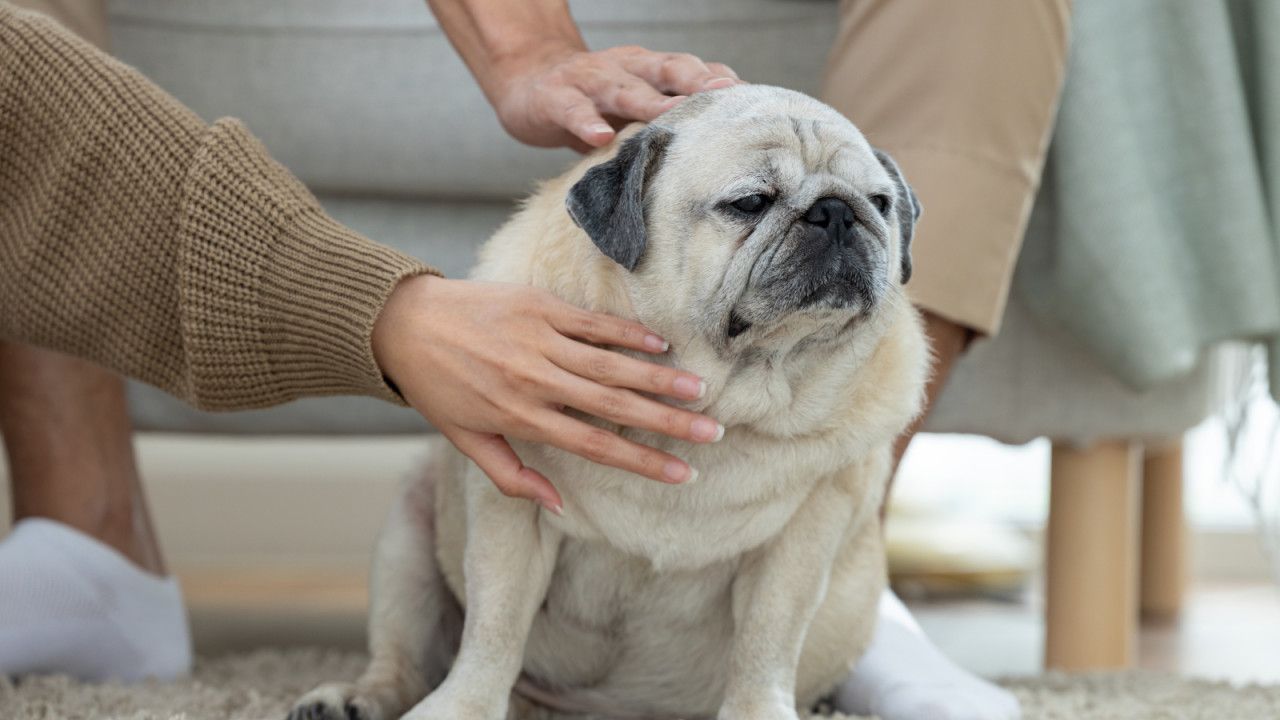 A pug being petted by two people sitting on the floor.
