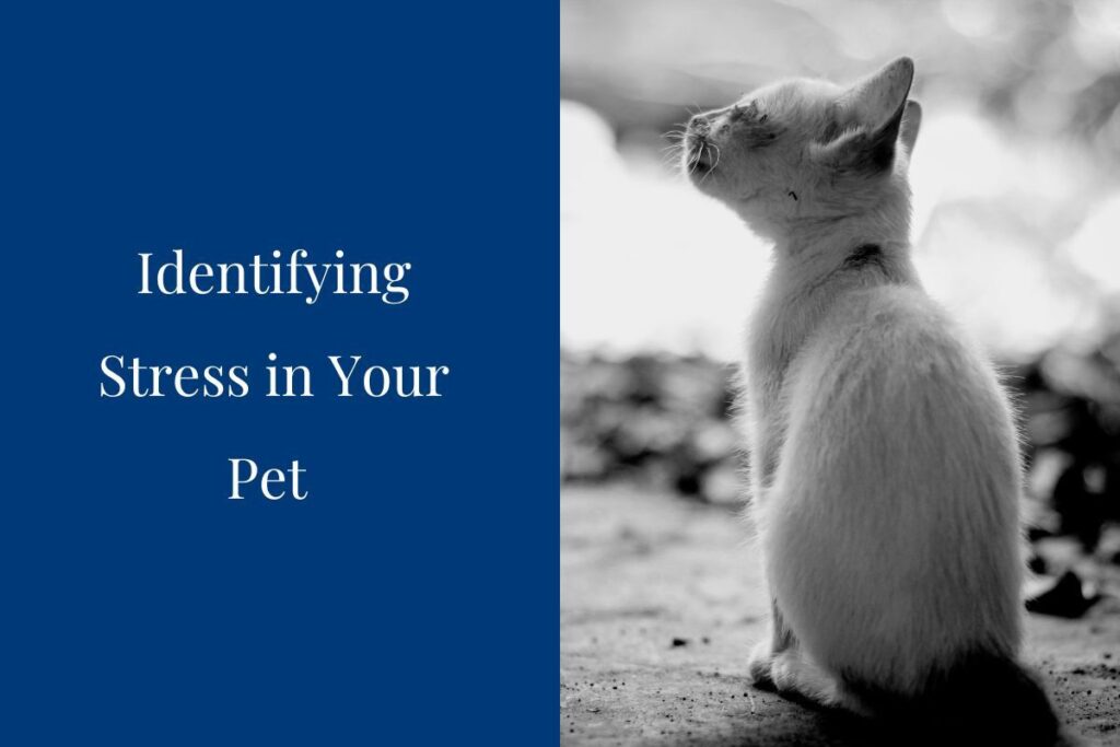 White kitten gazing upwards next to text about pet stress.
