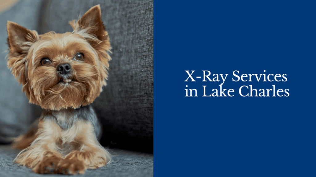 Yorkshire Terrier sitting on a couch with text "X-Ray Services in Lake Charles" on the side.