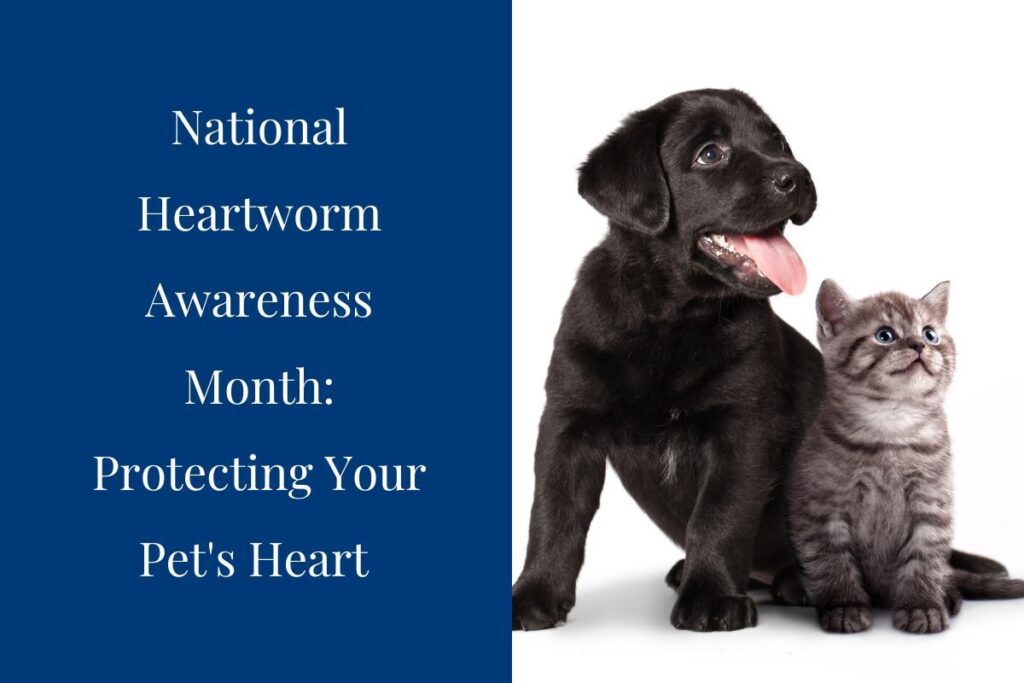 A black puppy and a gray kitten sitting together, looking up.