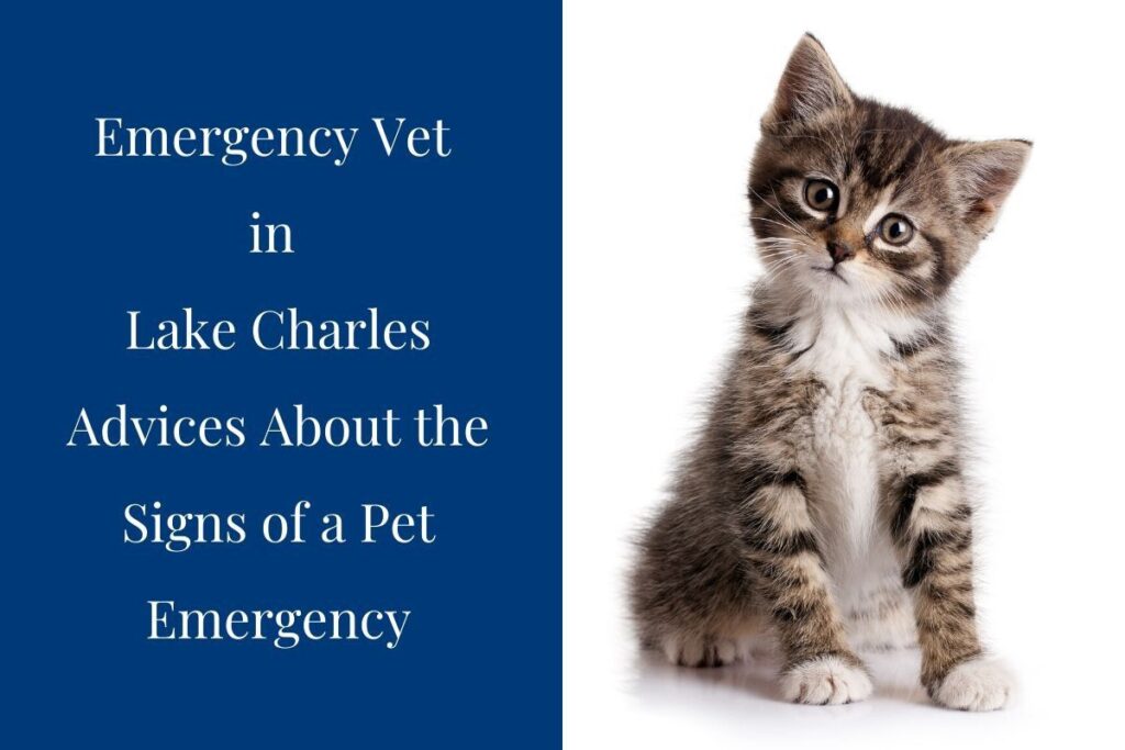 Adorable kitten sitting next to text about emergency vet advice.