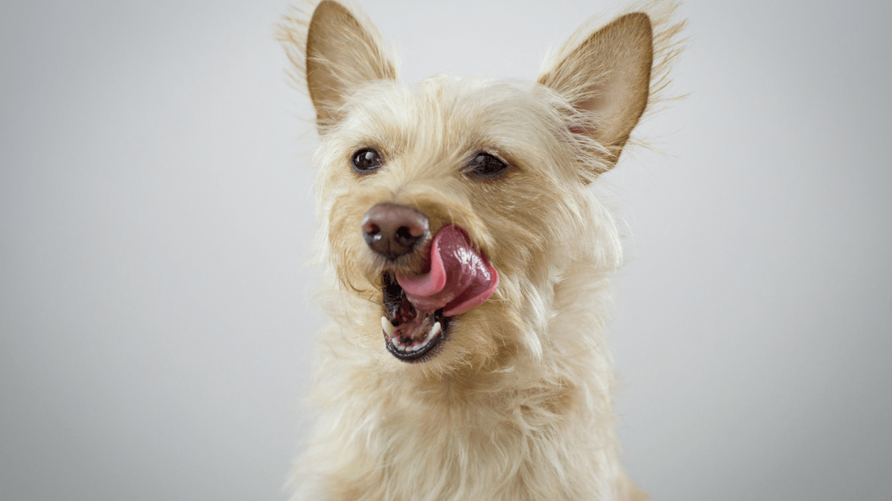 A light-haired dog licking its nose with its tongue out.