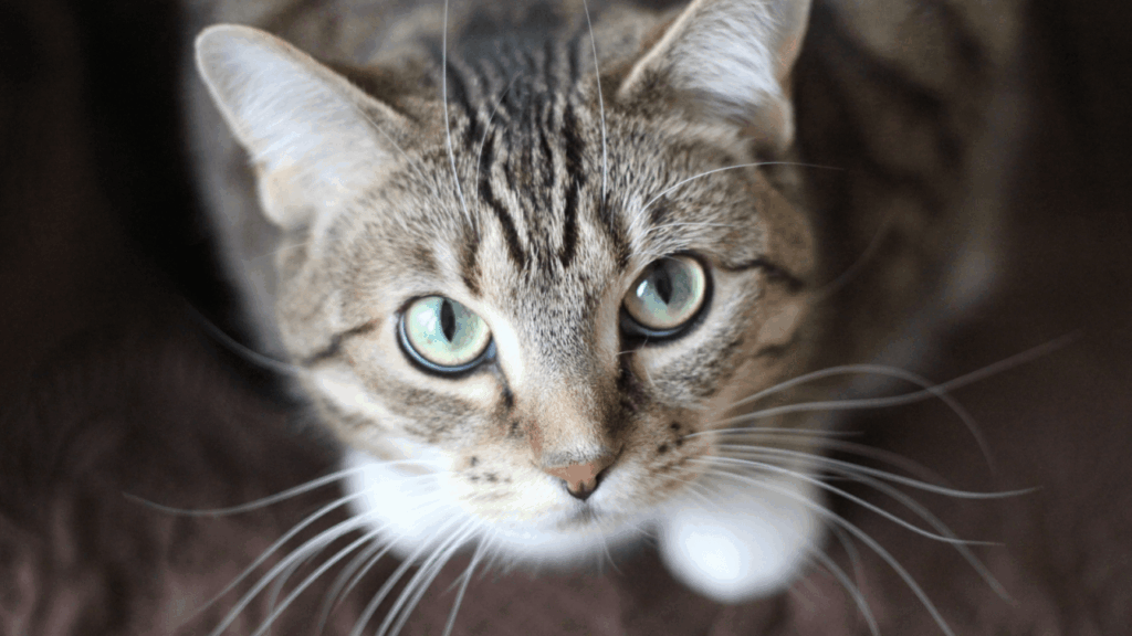 Close-up of a tabby cat with striking green eyes and white whiskers.