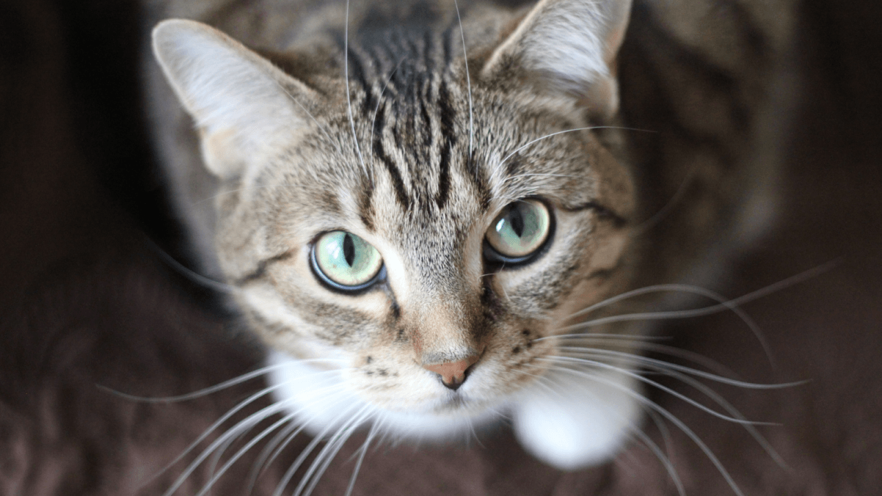 Close-up of a tabby cat with striking green eyes and white whiskers.