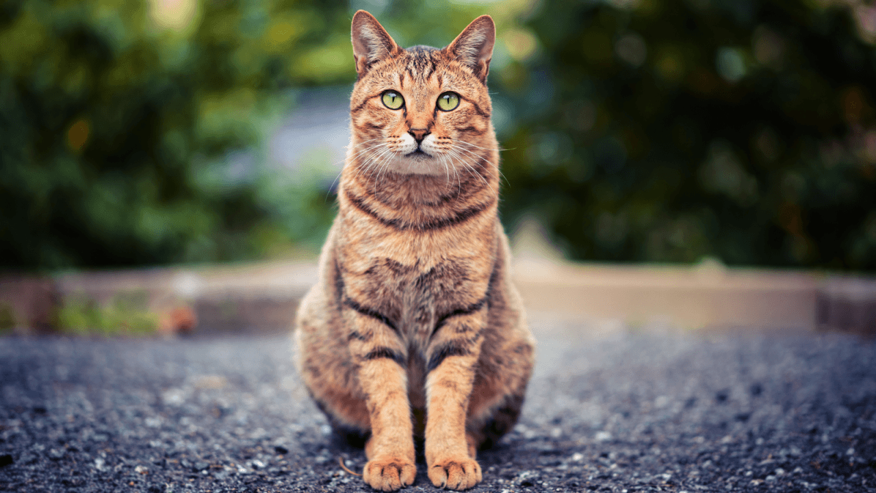 A tabby cat sitting attentively on a paved surface.