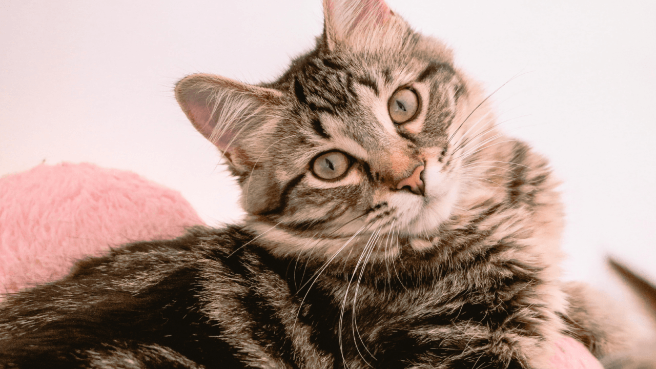 Close-up of a gray tabby cat looking quizzically at the camera.