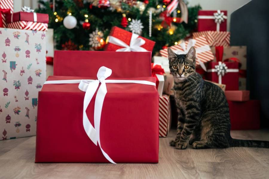 A cat sitting next to large red gift boxes under a decorated Christmas tree.
