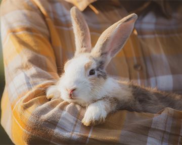 Person in a plaid shirt holding a fluffy white and brown rabbit.