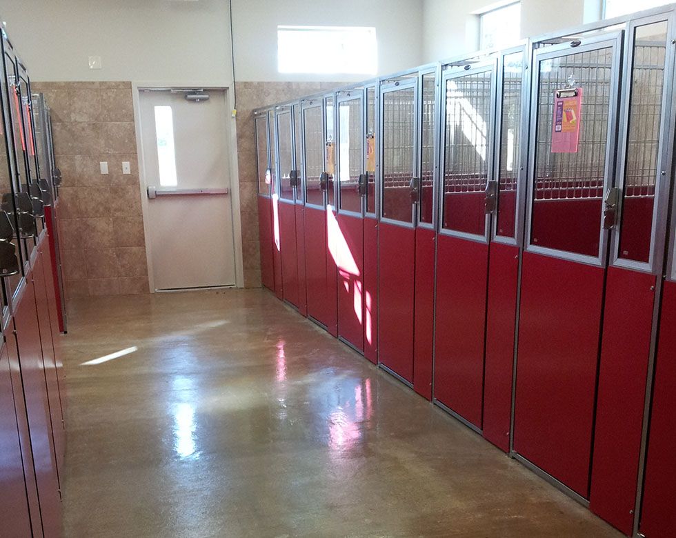 Row of red kennels in a clean, well-lit animal shelter with a shiny floor.