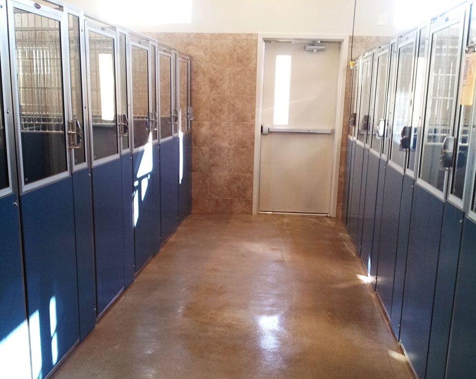 Interior of an animal kennel with rows of closed cages and a central walkway.