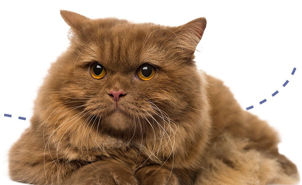 Fluffy brown cat with intense yellow eyes.