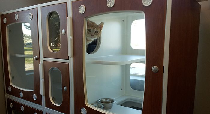 Cat inside a unique, multi-compartment cabinet designed for pets.