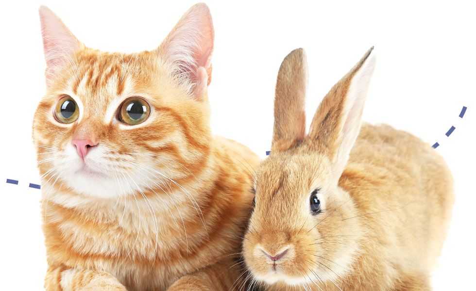 A ginger cat and brown rabbit sitting together, looking forward.