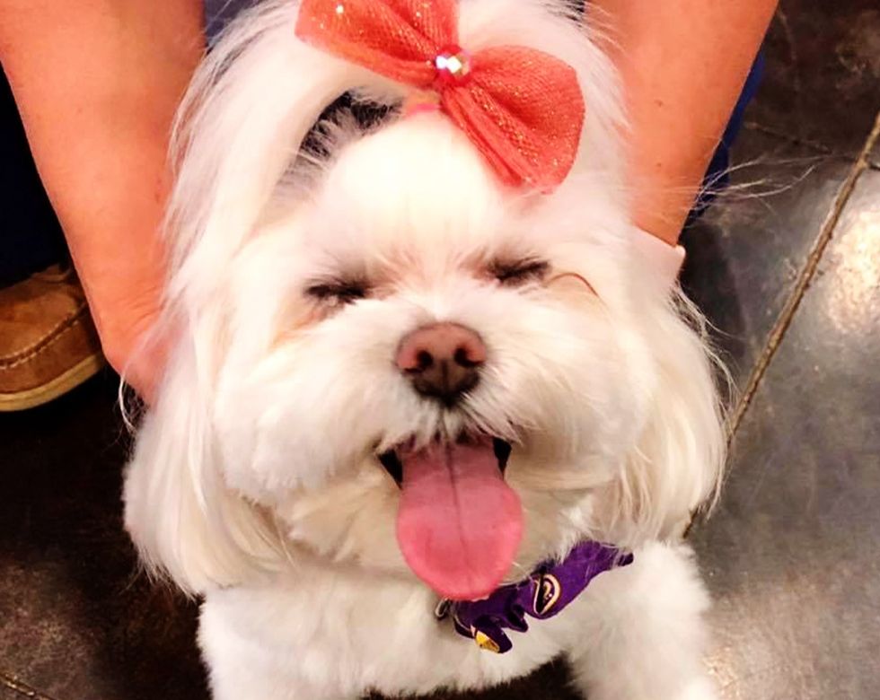 A joyful white dog with a pink bow on its head, sticking its tongue out.