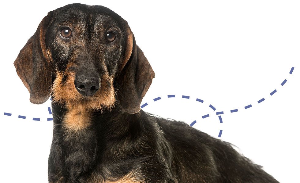Black and tan dachshund dog looking directly at the camera.
